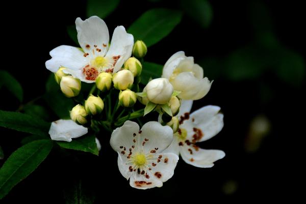 七里香花图片大全 七里香花语及寓意