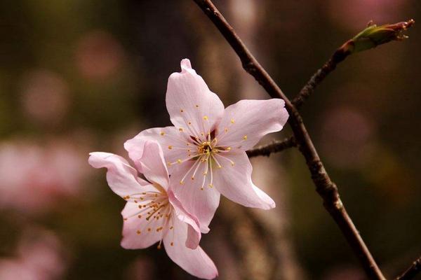 樱花图片大全 樱花有哪些品种 樱花花语及寓意