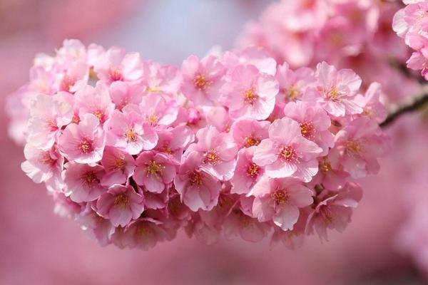 樱花图片大全 樱花有哪些品种 樱花花语及寓意