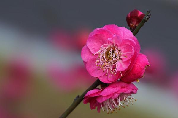 腊梅花功效与作用 腊梅花药用价值