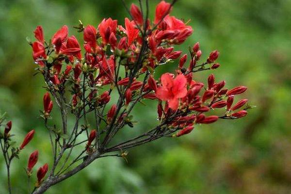 杜鹃花图片大全 杜鹃花花语及寓意