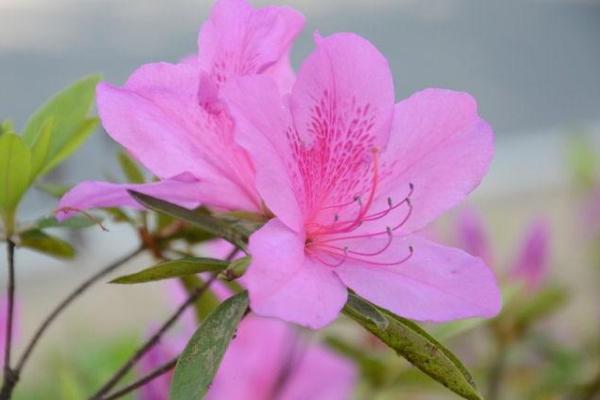 杜鹃花图片大全 杜鹃花花语及寓意