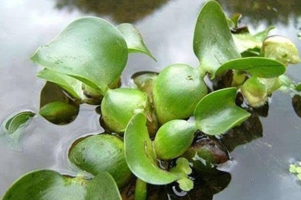 水葫芦图片大全 水葫芦的特点