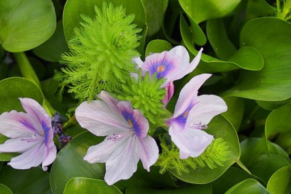 水葫芦图片大全 水葫芦的特点