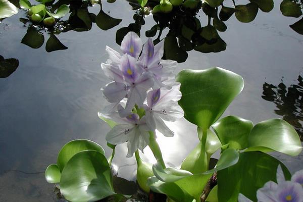 水葫芦图片大全 水葫芦的特点