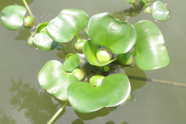 水葫芦图片大全 水葫芦的特点