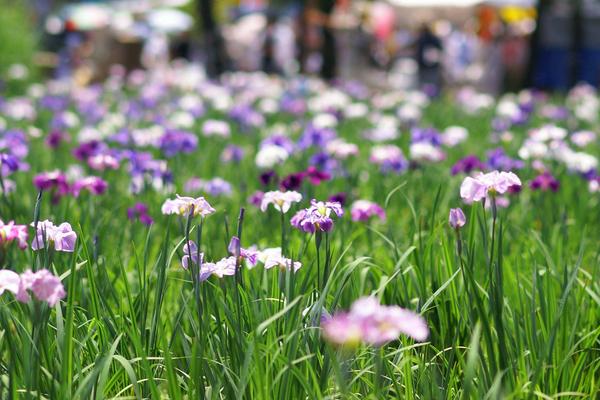 花菖蒲图片大全 花菖蒲花语及寓意