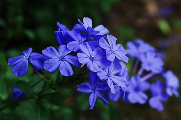 蓝花丹图片大全 蓝花丹花语及寓意