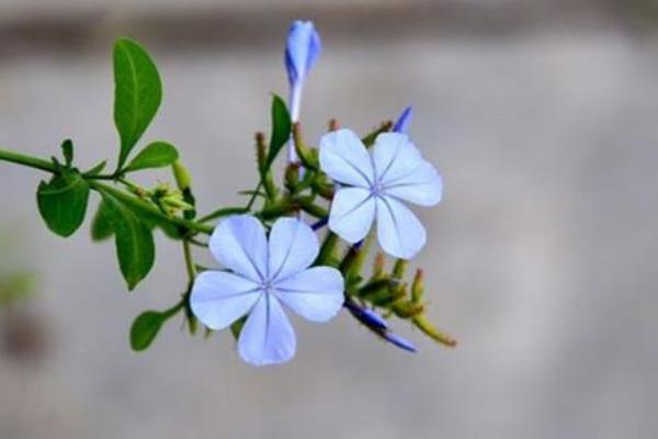 蓝花丹图片大全 蓝花丹花语及寓意