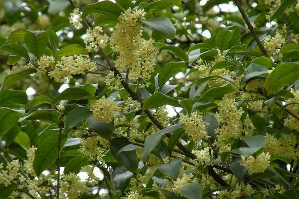 桂花图片大全 桂花花语及寓意 桂花是什么颜色的