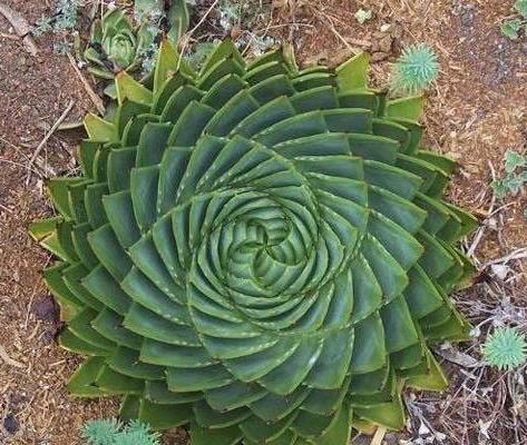 芦荟女王图片大全 芦荟女王的花语