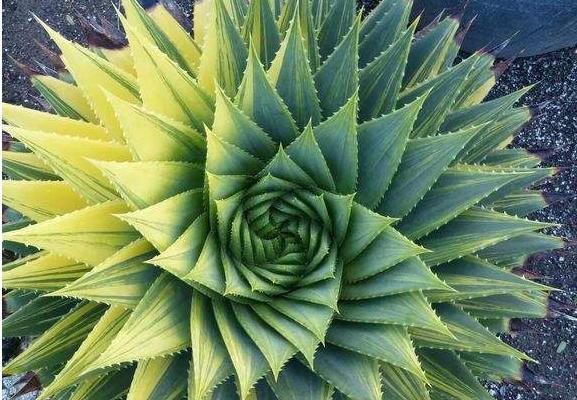 芦荟女王图片大全 芦荟女王的花语