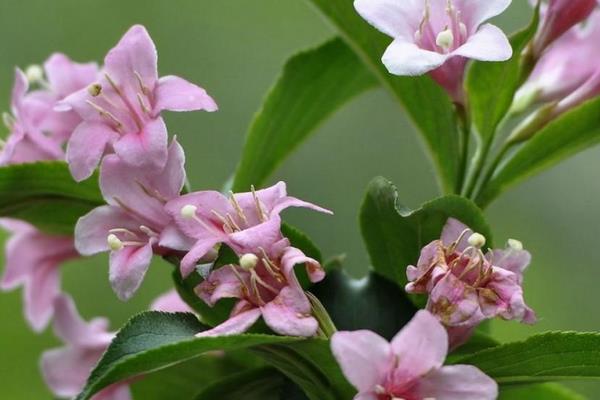 锦带花图片大全 锦带花有哪些品种