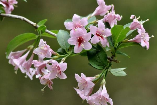 锦带花图片大全 锦带花有哪些品种