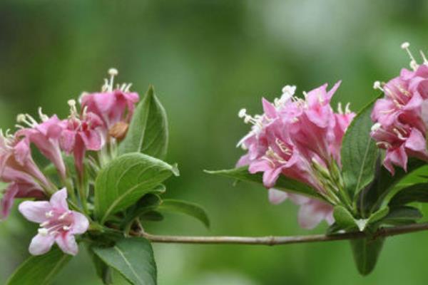 锦带花图片大全 锦带花有哪些品种