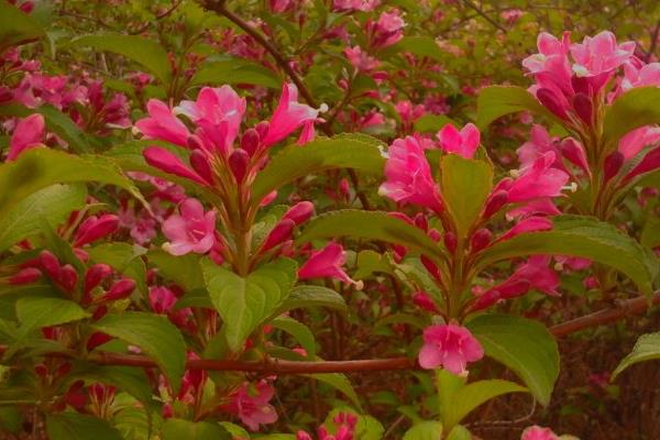 锦带花图片大全 锦带花有哪些品种