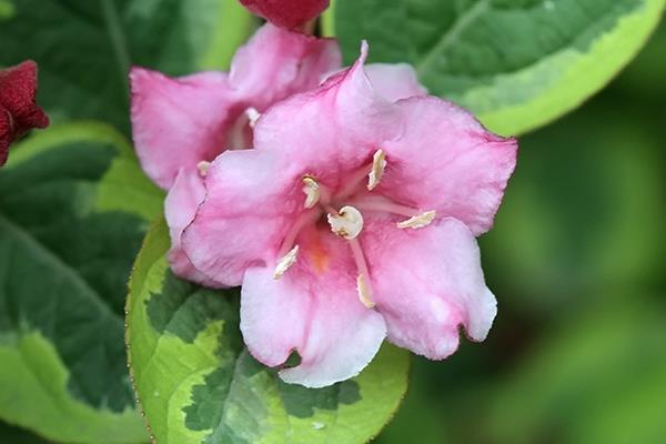 锦带花图片大全 锦带花有哪些品种