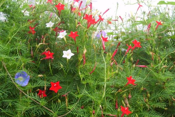 茑萝图片大全 茑萝花语及寓意