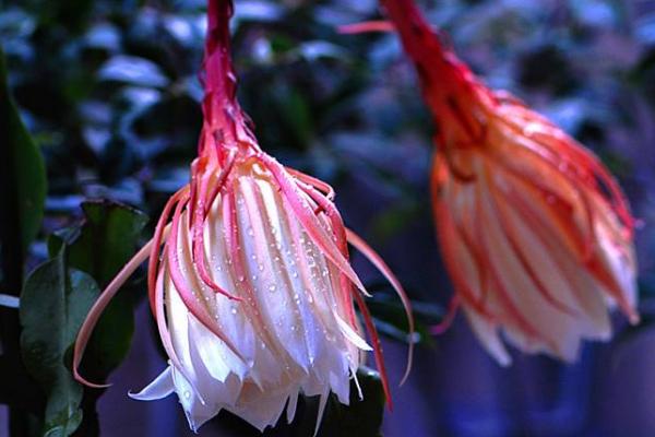 昙花繁殖方法 昙花品种大全