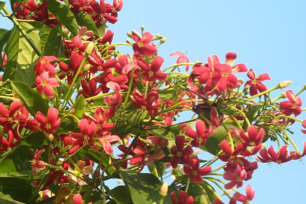 使君子什么时候开花（几月） 使君子花语及寓意