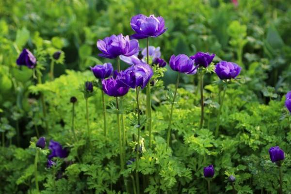 银莲花图片大全 银莲花花语及寓意