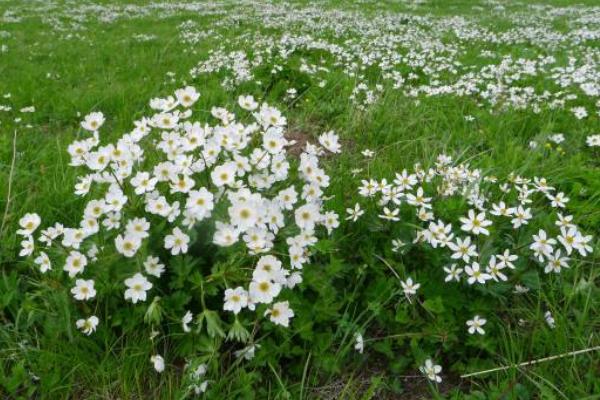 银莲花图片大全 银莲花花语及寓意