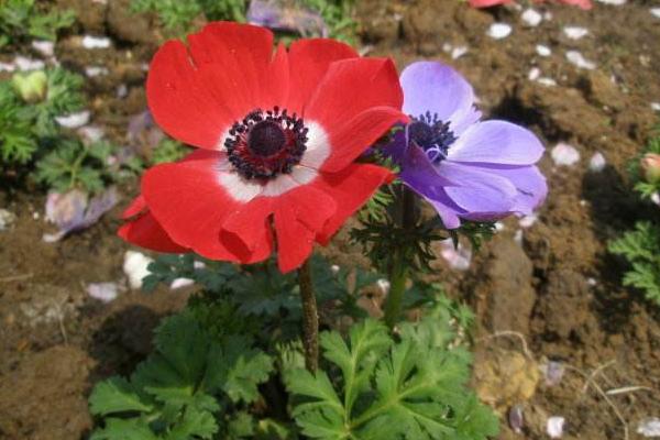 银莲花图片大全 银莲花花语及寓意