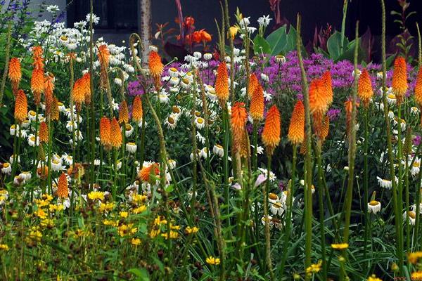 火炬花图片大全 火炬花花语及寓意 火炬花有哪些品种