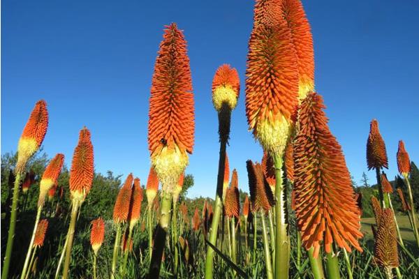 火炬花图片大全 火炬花花语及寓意 火炬花有哪些品种