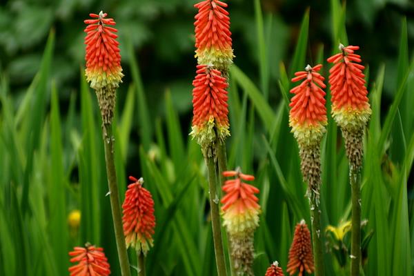 火炬花图片大全 火炬花花语及寓意 火炬花有哪些品种