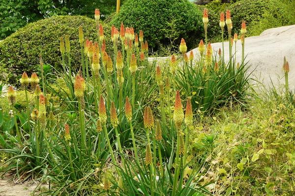 火炬花图片大全 火炬花花语及寓意 火炬花有哪些品种