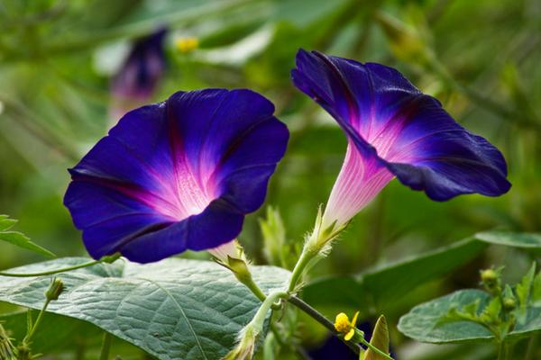 牵牛花图片大全 牵牛花的花语