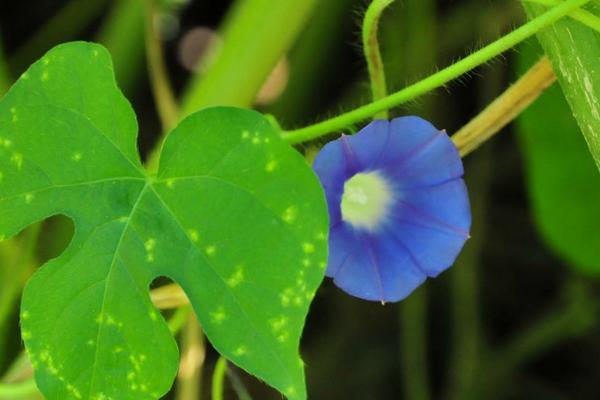 牵牛花图片大全 牵牛花的花语