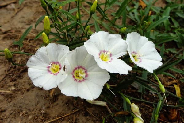 牵牛花图片大全 牵牛花的花语