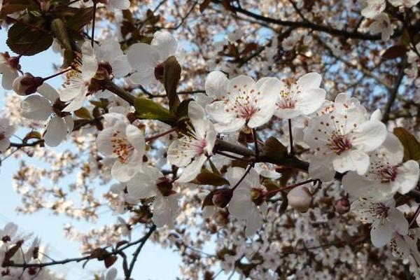 紫叶李花期是几月 紫叶李图片大全