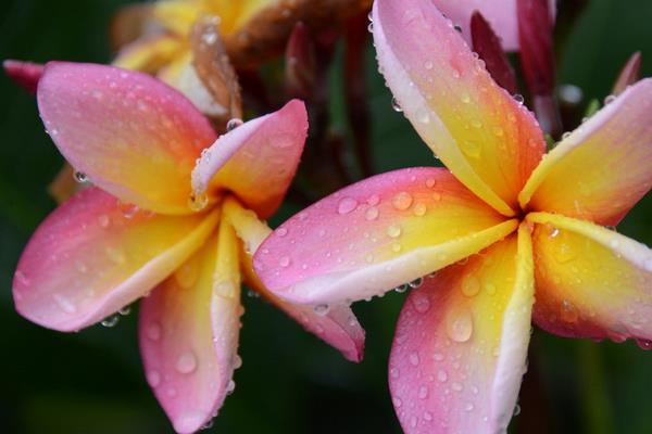 鸡蛋花图片大全 鸡蛋花花语及寓意