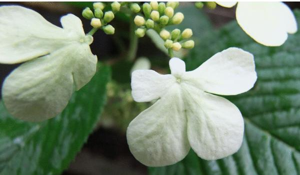 白蝴蝶花图片大全 白蝴蝶花花语及寓意