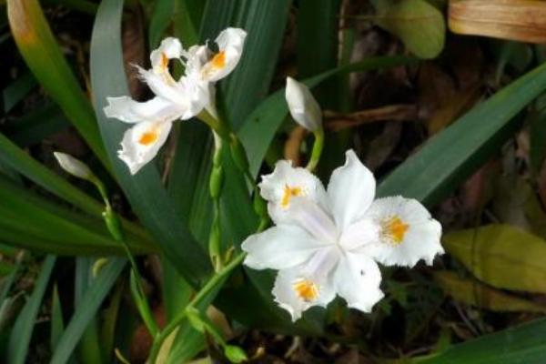 白蝴蝶花图片大全 白蝴蝶花花语及寓意