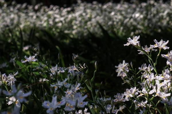 白蝴蝶花图片大全 白蝴蝶花花语及寓意