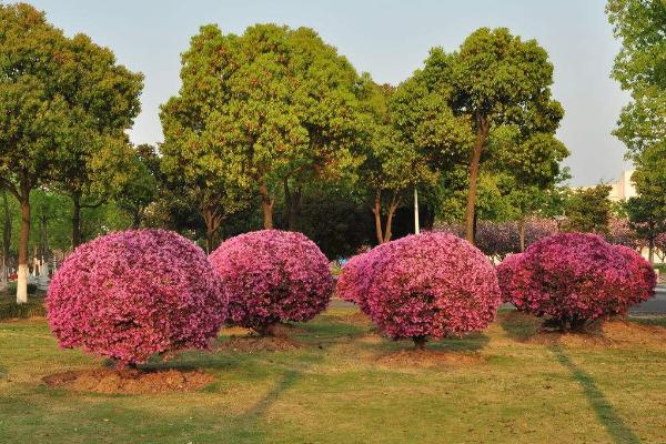 红花继木图片大全（含盆景） 红花继木市场价值