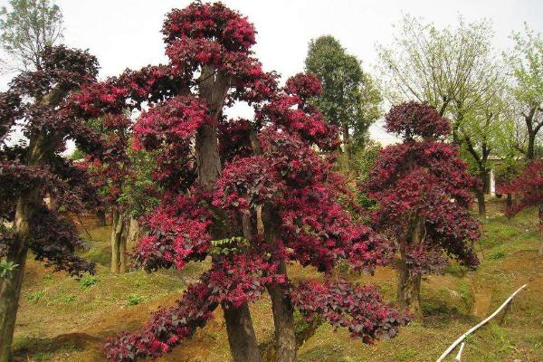 红花继木图片大全（含盆景） 红花继木市场价值