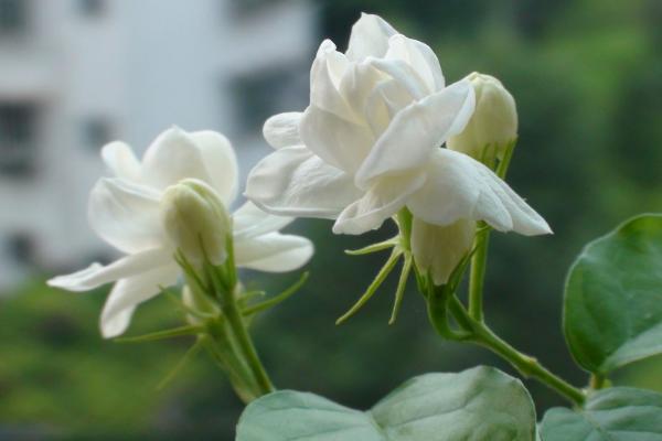 茉莉花图片大全 茉莉花花语及寓意 茉莉花有哪些品种