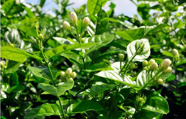 茉莉花图片大全 茉莉花花语及寓意 茉莉花有哪些品种