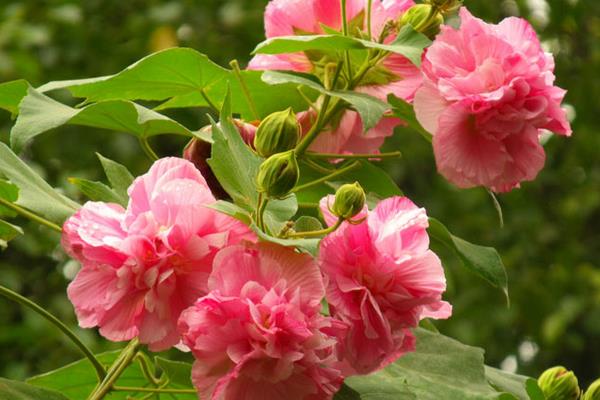 木芙蓉花图片大全 木芙蓉是什么花