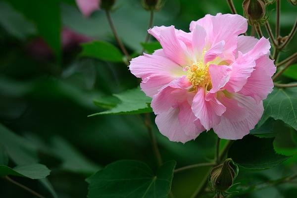 木芙蓉花图片大全 木芙蓉是什么花