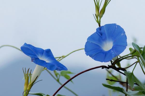 牵牛花的传说 牵牛花的诗句