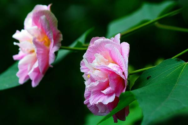 木芙蓉花功效与作用 木芙蓉花药用价值