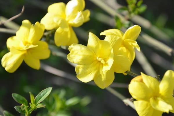 迎春花图片大全 迎春花花语及寓意