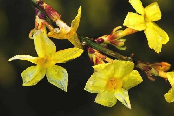 迎春花图片大全 迎春花花语及寓意