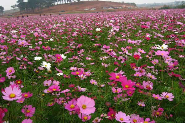 波斯菊图片大全 波斯菊花语及寓意